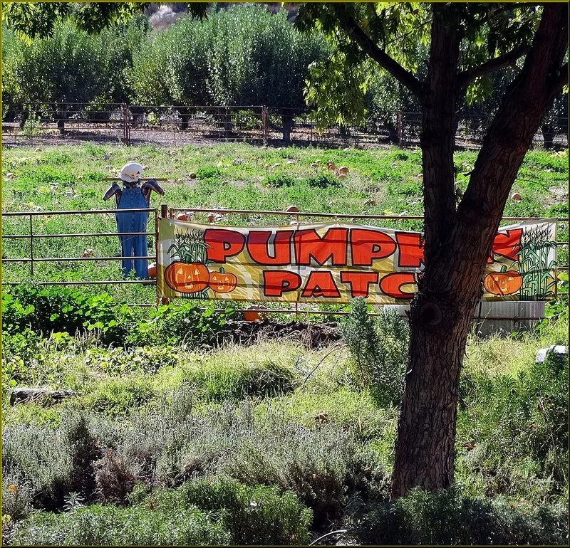 Espantapájaros junto a cartel de campo de calabazas en granja