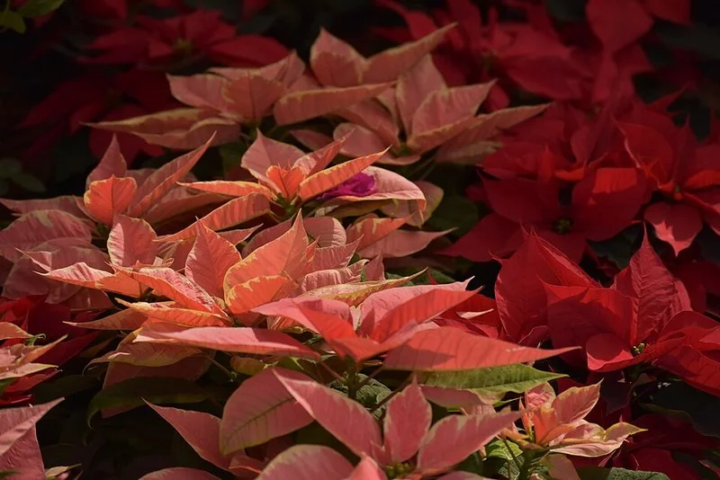 Flores de Nochebuena en tonos rosa y rojo, modelo para tejer en crochet punto 3D