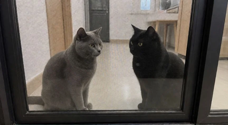 como hacer que un gato nuevo se adapte a otro gato, Dos gatos observándose a través de una puerta con malla protectora