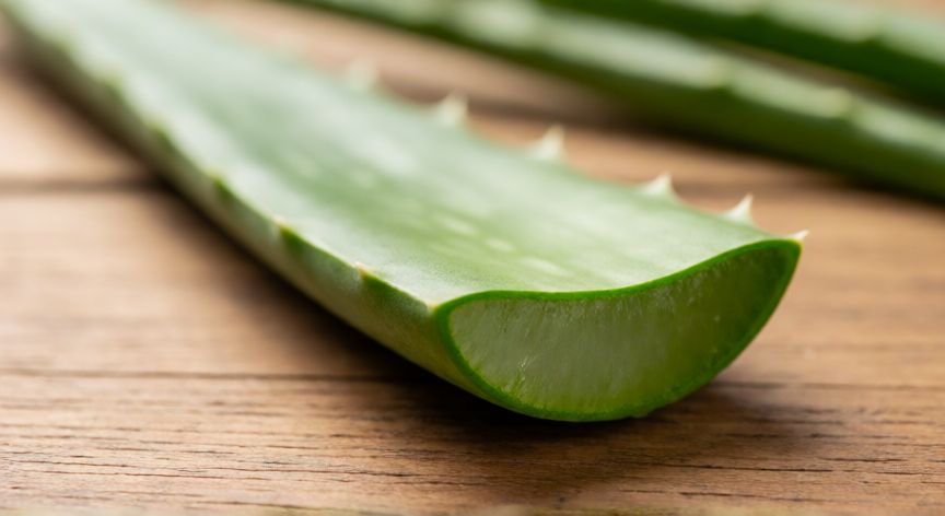 como plantar aloe vera sin raíz, Esqueje de aloe vera recién cortado listo para curar