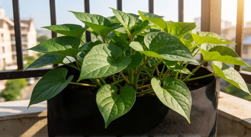 como plantar boniatos en casa, Caja de madera con boniatos recién cosechados de piel rojiza en cocina rústica