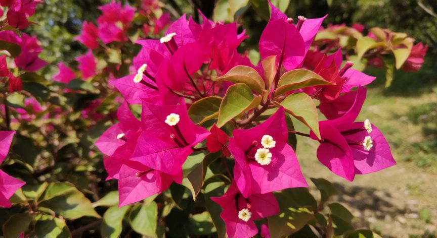 como plantar buganvilla, Buganvilla con brácteas fucsia y flores pequeñas en un jardín soleado