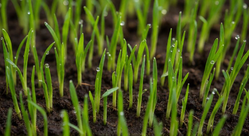como plantar grama, Brotes jóvenes de grama germinando en suelo húmedo con gotas de rocío