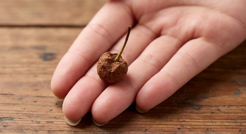 como plantar huesos de cereza, Hueso de cereza limpio listo para la siembra