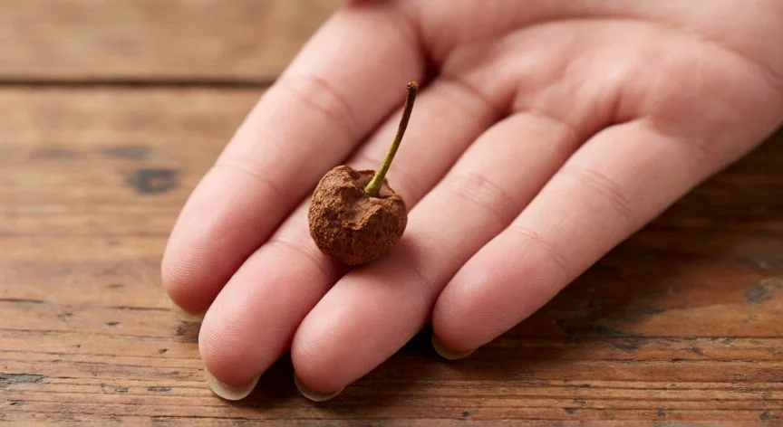 Manos extrayendo un hueso de cereza madura sobre una mesa rústica de madera