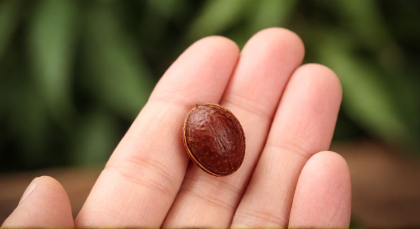 como plantar huesos de melocotón, Mano sosteniendo un hueso de melocotón listo para plantar
