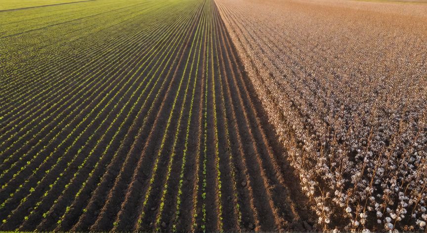 Campo de cultivo mostrando rotación entre lentejas y algodón