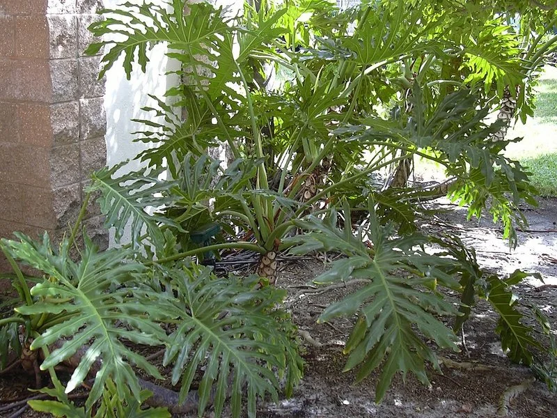 como plantar xanadu, Planta de Philodendron en exterior, roseta de hojas recortadas junto a muro