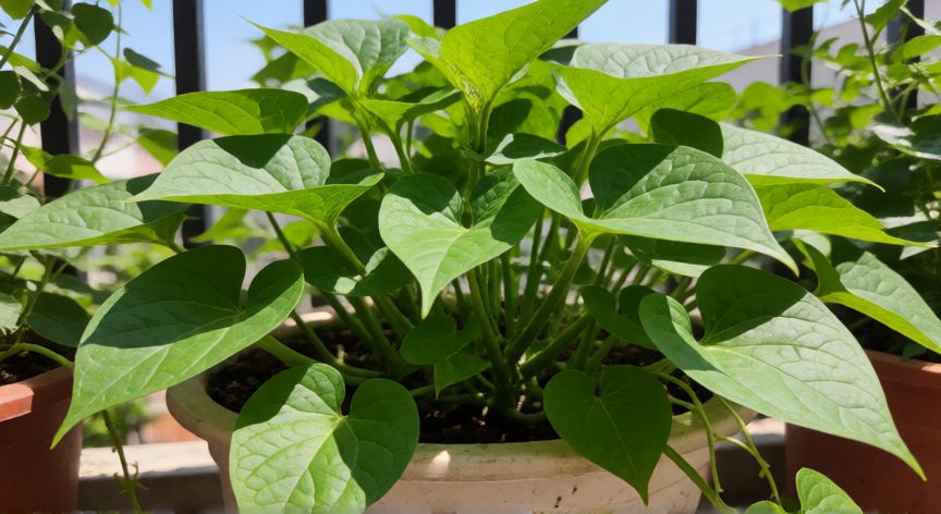como sembrar batatas en macetas, Planta de batata saludable creciendo en una maceta al aire libre