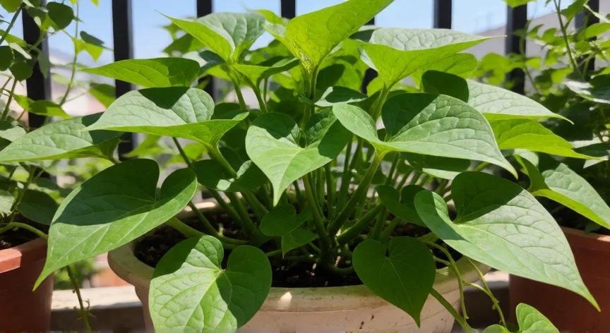 como sembrar batatas en macetas, Batatas recién cosechadas sobre mesa rústica junto a frasco de germinación y herramientas de jardín