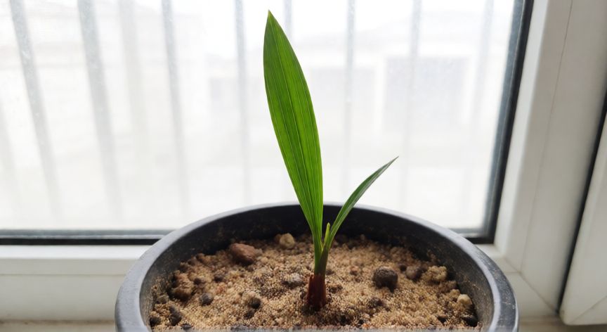 como sembrar datiles, Joven plántula de palmera de datiles en maceta