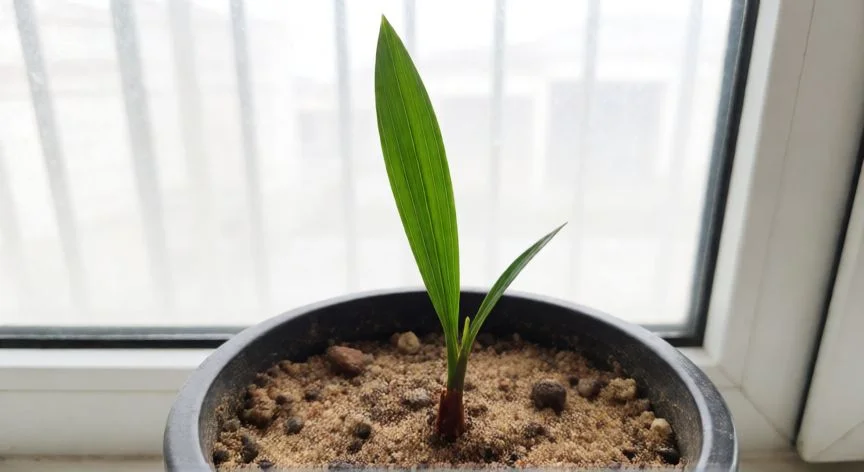 como sembrar datiles, Plántula joven de palmera datilera asomando en maceta junto a ventana soleada