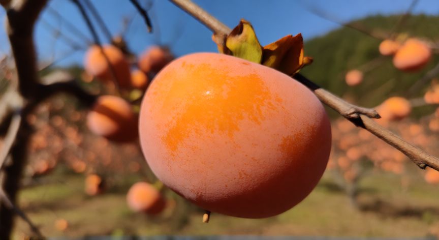 como sembrar nisperos, Fruto de níspero maduro colgando de la rama en un huerto soleado