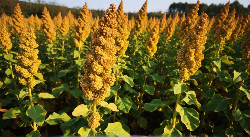 como sembrar quinoa, Plantas maduras de quinua listas para la cosecha con granos dorados bajo el sol