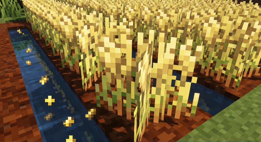 como sembrar trigo en minecraft, Parcela de trigo maduro en Minecraft con canales de agua y semillas visibles.