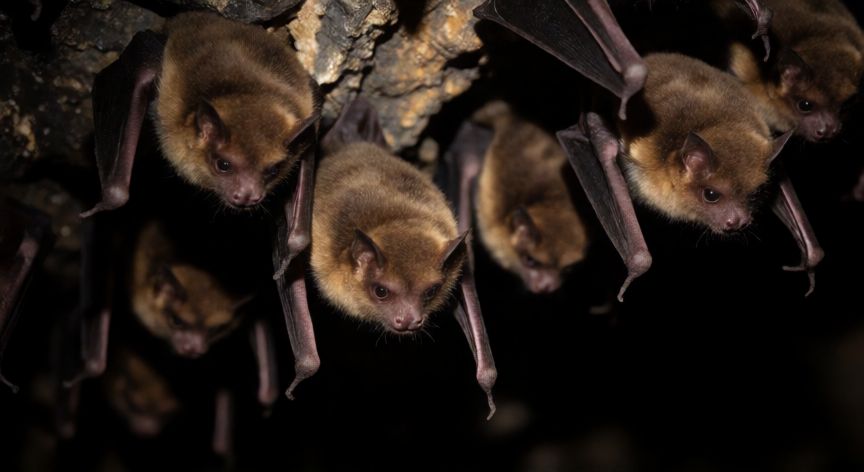 covid 19 de donde vino, Murciélagos salvajes en su hábitat natural de cueva