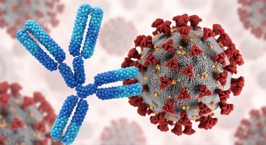 covid 19 igg, Representación gráfica de un anticuerpo IgG neutralizando una partícula de coronavirus