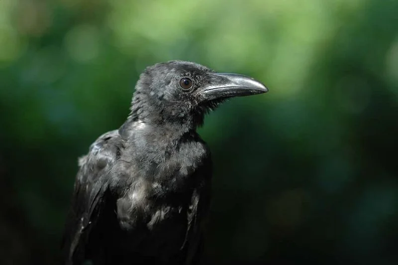 cual animal no entro al arca de noe, Primer plano de un cuervo negro, ave que no regresó al arca de Noé
