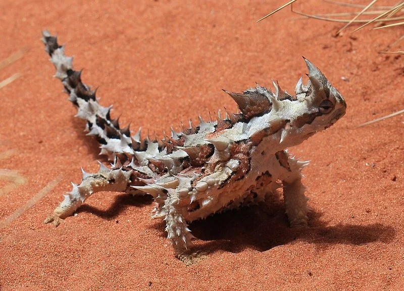 cuál animal no toma agua, Diablo espinoso, lagarto de Australia, caminando sobre la arena roja del desierto