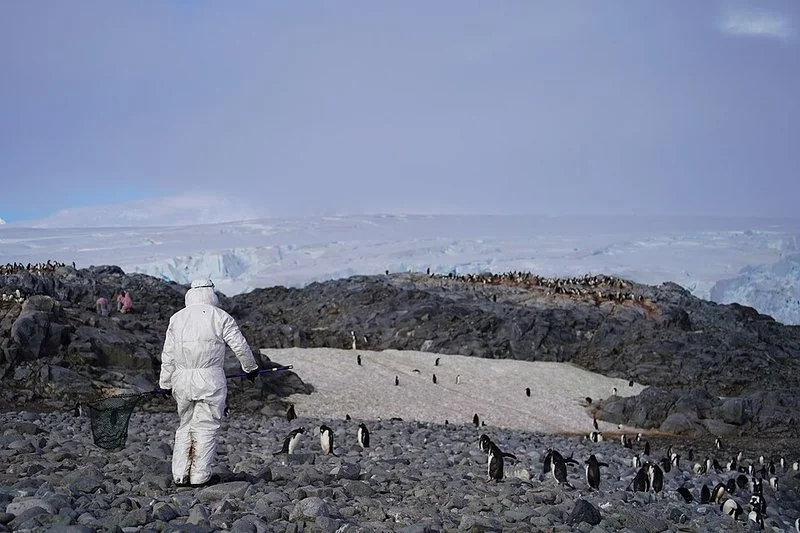 Investigadora muestrea una colonia de pingüinos papúa en la costa rocosa de la Antártida