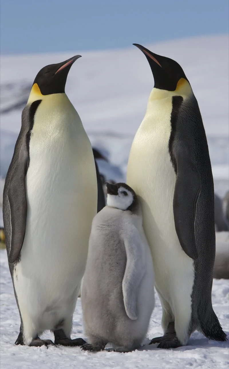 cual animal no vive en el artico, Dos pingüinos emperador adultos y su polluelo en la nieve de Snow Hill Island, Antártida