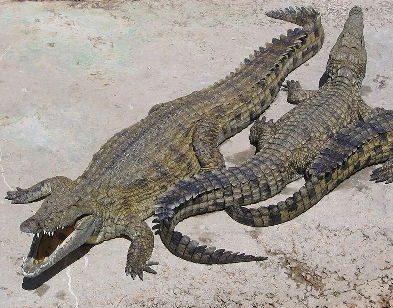 cual animal tiene la mordida mas fuerte del mundo, Cocodrilos del Nilo (Crocodylus niloticus) con las fauces abiertas, dueños de la mordida más potente medida en laboratorio