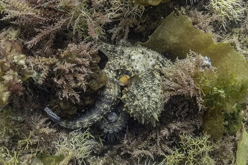 cuál animal tiene la sangre azul, Pulpo común camuflado entre algas, cefalópodo de sangre azul