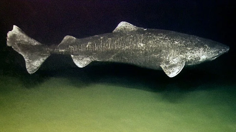 Tiburón de Groenlandia nadando en aguas profundas del Ártico