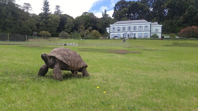 cual animal vive mas años, Jonathan, tortuga gigante de Seychelles en Santa Elena, 2020