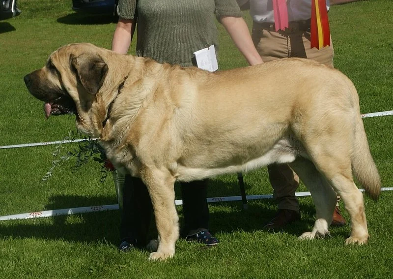 cuidados cachorro mastin español, Mastín español macho leonado de gran tamaño en exposición canina