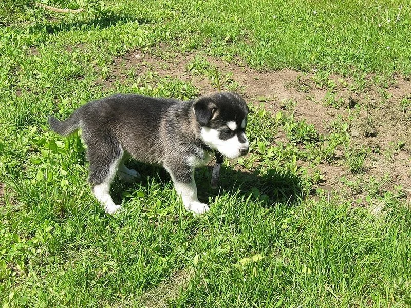 cuidados de un cachorro husky siberiano, Cachorro husky siberiano de cinco semanas explorando el césped con correa