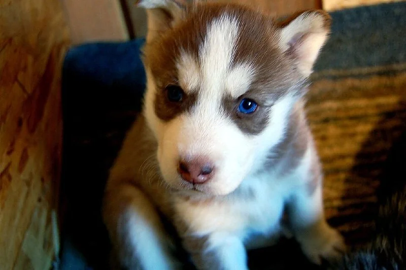 cuidados de un cachorro husky siberiano, Cachorro husky siberiano cobrizo y blanco con llamativos ojos azules