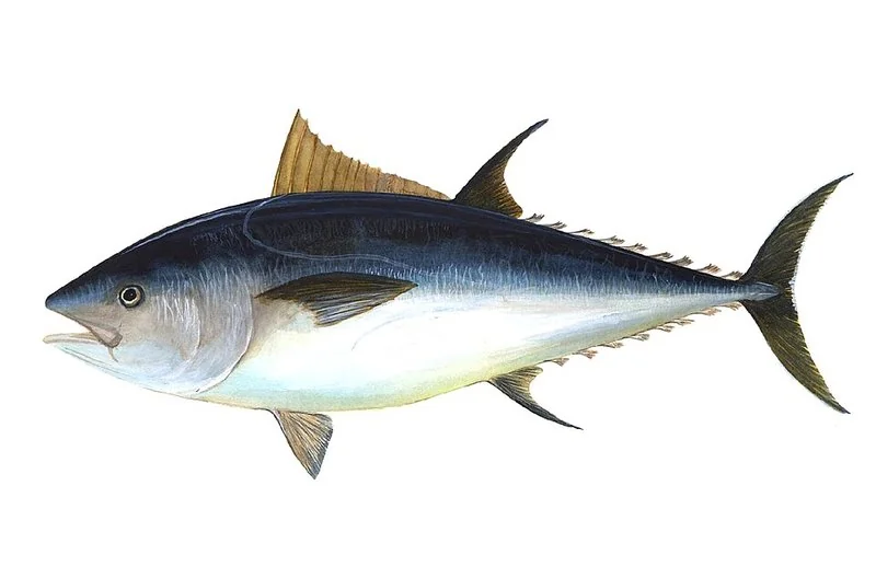Ilustración de un atún rojo (Thunnus thynnus), de cuerpo robusto y carne grasa