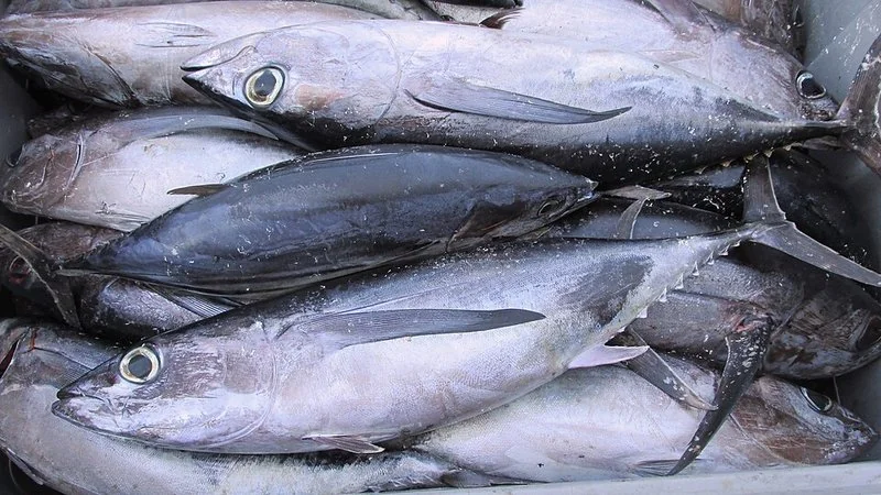 diferencia entre bonito y atun, Bonitos del norte (Thunnus alalunga) recién capturados, con sus caracteristicas aletas largas