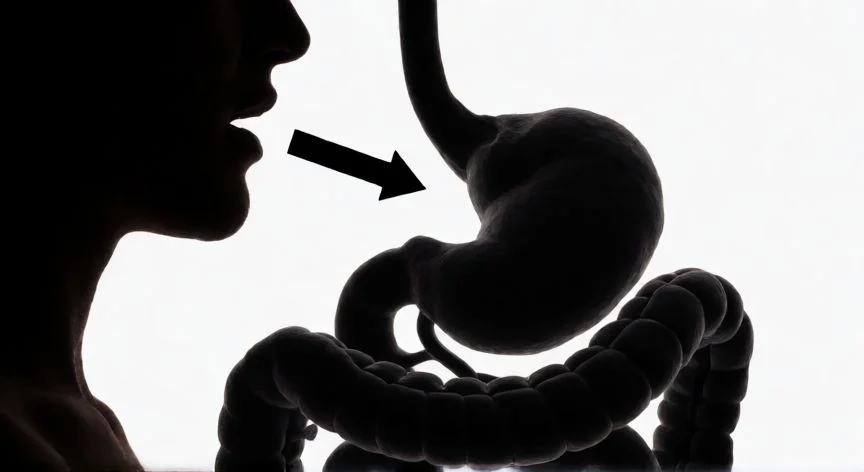 diferencia entre comer e ingerir, Esquema médico del sistema digestivo mostrando el proceso de ingesta