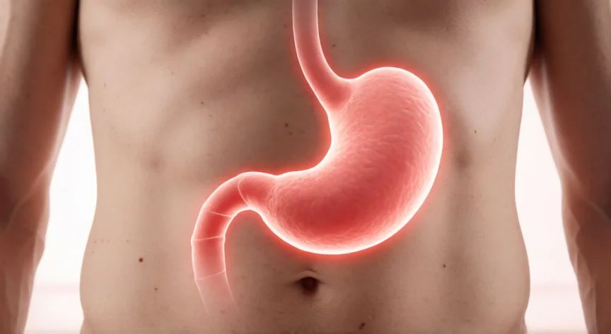 diferencia entre ganas de comer y hambre, Señales físicas de hambre en el estómago