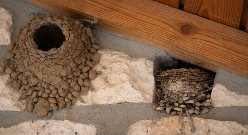 diferencia entre golondrina y vencejo, Nido de golondrina abierto y nido de vencejo oculto en una hendidura