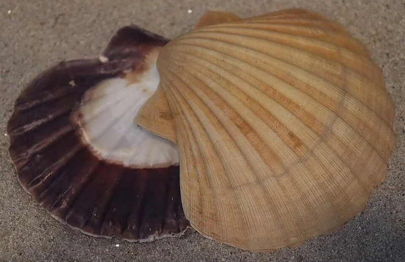 Vieira Pecten maximus: concha de abanico clara y valva oscura con interior blanco perlado
