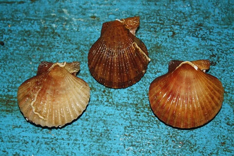 Zamburiñas de concha oscura y alargada junto a volandeiras de tonos anaranjados