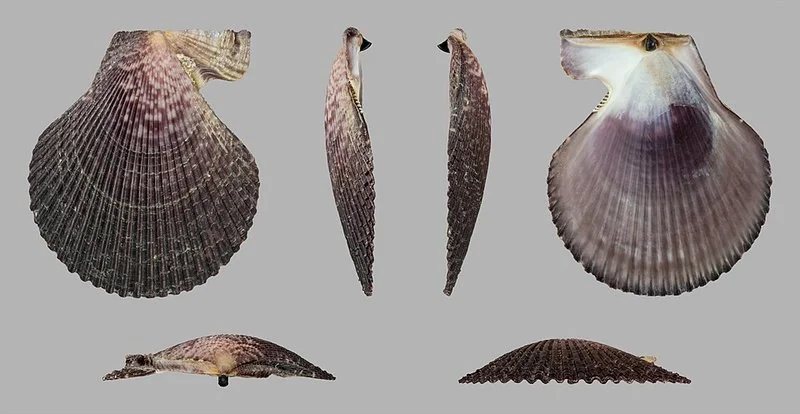 diferencia entre zamburiña y volandeira, Vistas de la concha de Chlamys varia, la zamburiña, con sus aurículas y estrías