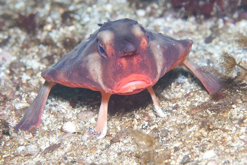 Pez murciélago de labios rojos visto de frente sobre el fondo marino de Galápagos