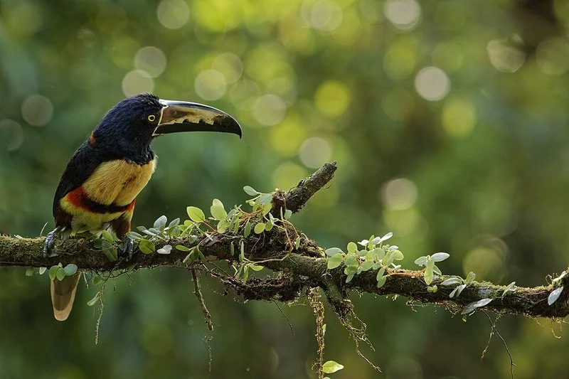 mejor pais latinoamericano para viajar, Tucán pechiamarillo sobre rama con epifitas en selva de Costa Rica