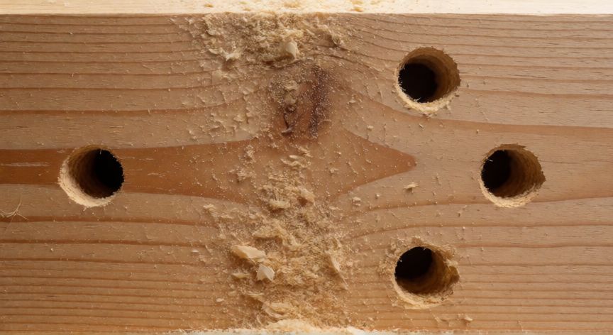 mejor producto para carcoma, Daños por carcoma en viga de madera con polvo de serrín