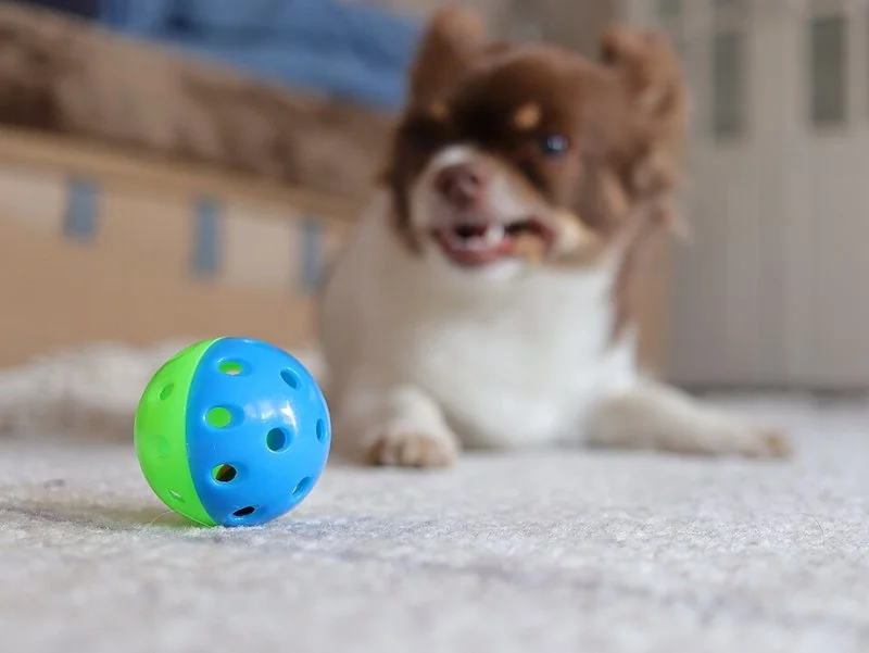 mejor producto para vender en amazon, Perro chihuahua junto a una pelota interactiva azul y verde, juguete para mascotas superventas
