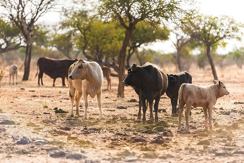Grupo de bovinos en una granja de Namibia, especie principal de uso de la oxitetraciclina