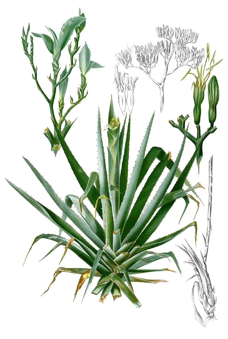Ilustración botánica de una planta de agave, fuente del jarabe que endulza el suplemento