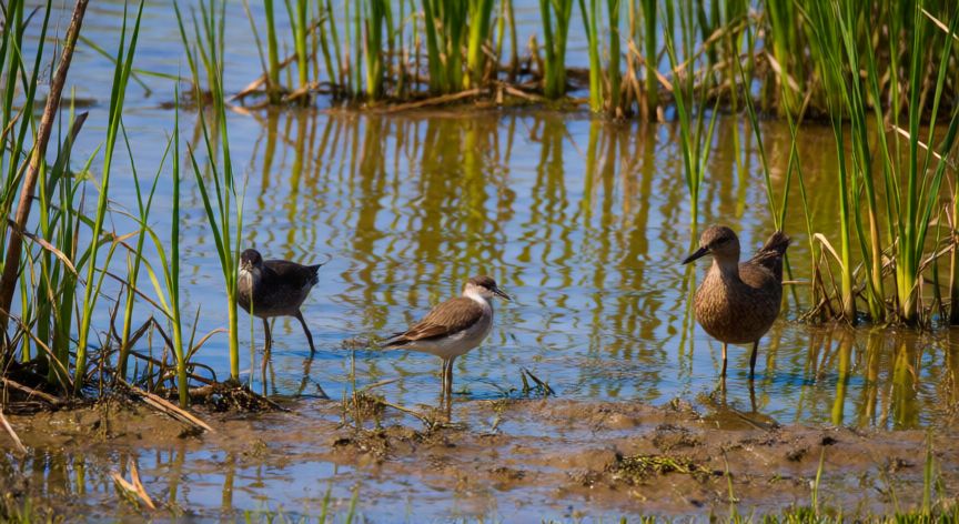 por qué ahorrar agua ayuda a la naturaleza, Humedal con vegetación de juncos y aves acuáticas en un entorno natural soleado