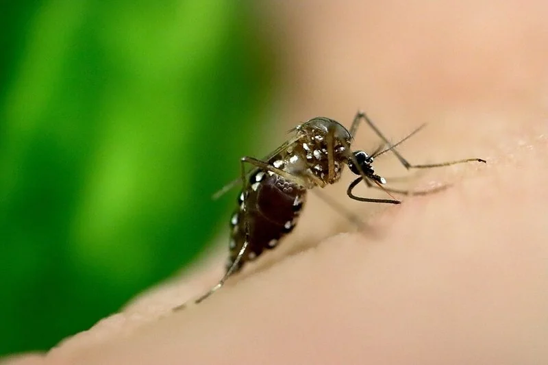 Primer plano de un mosquito Aedes aegypti, transmisor del dengue y el zika, chupando sangre de la piel humana