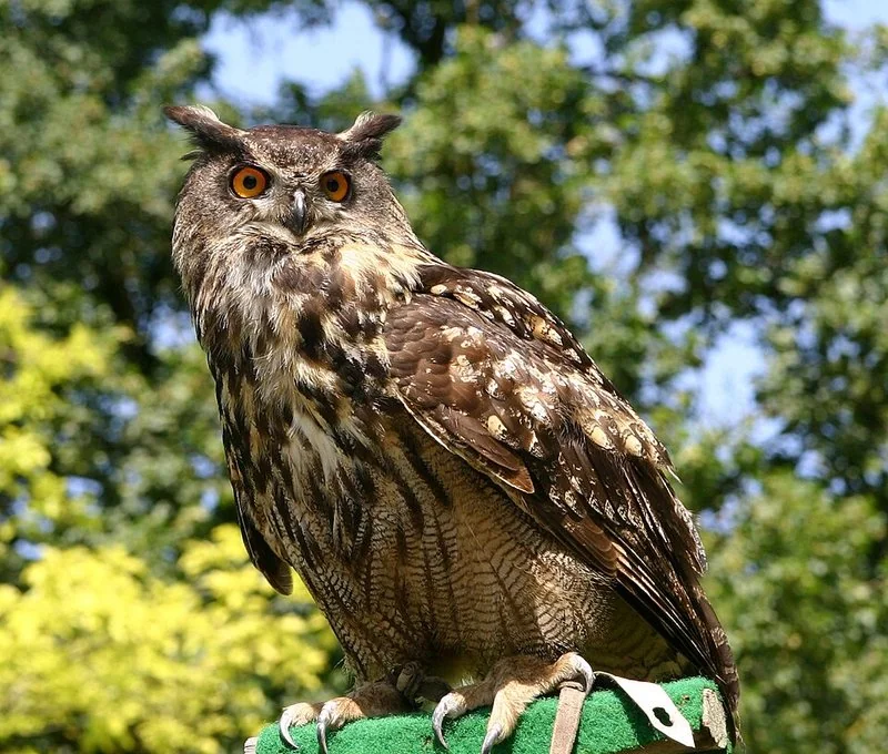Búho real de ojos anaranjados y penachos, el depredador que más temen las palomas