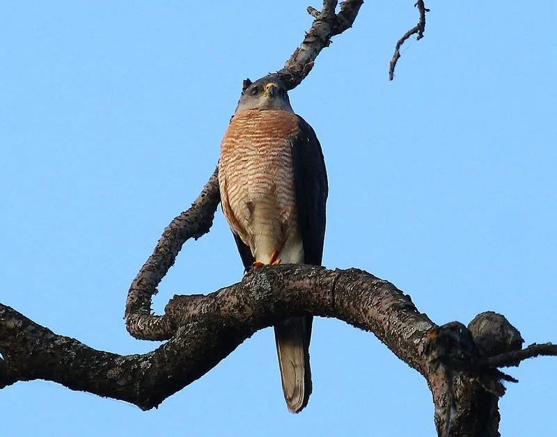 que animal ahuyenta a las palomas, Gavilán posado en una rama, ave rapaz depredador natural que ahuyenta a las palomas